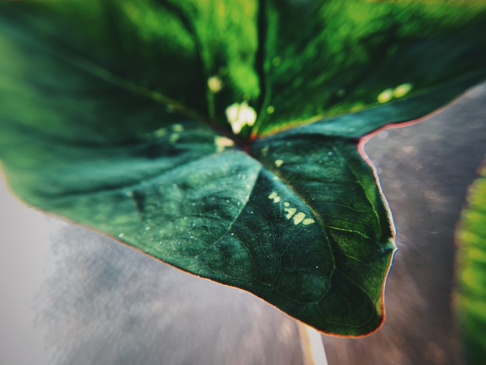 a close up of a large green leaf