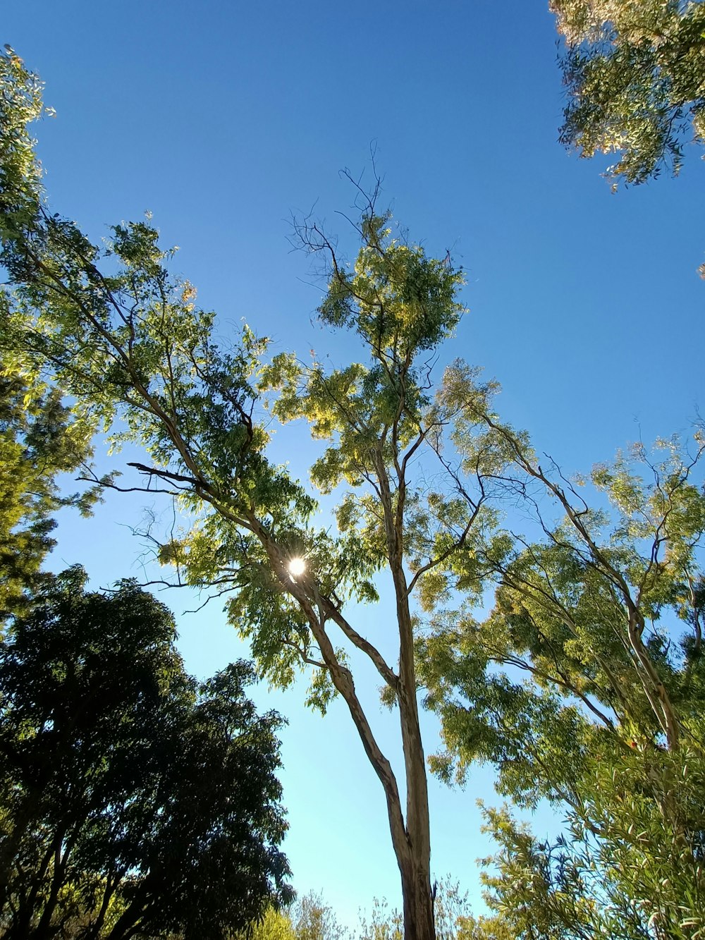 the sun shines through the branches of a tree