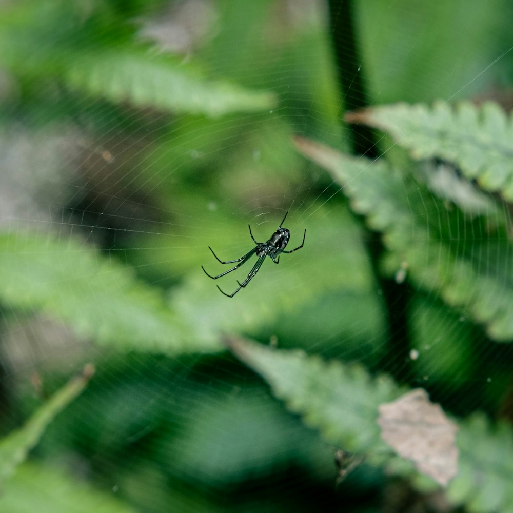 a spider sits on its web in the middle of a leafy area