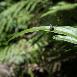 A close-up of a black fly perched on a long, narrow green leaf with a background of blurred green foliage.