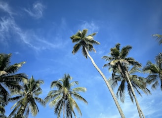 a group of palm trees against a blue sky