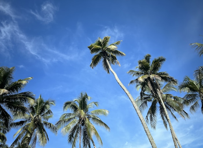 a group of palm trees against a blue sky