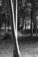 A black and white image of a tree with two distinct trunks standing in a forest. The background is filled with dense foliage, and the forest ground is covered with leaves. Light filters through the trees, creating a dappled effect on the trunks and ground.