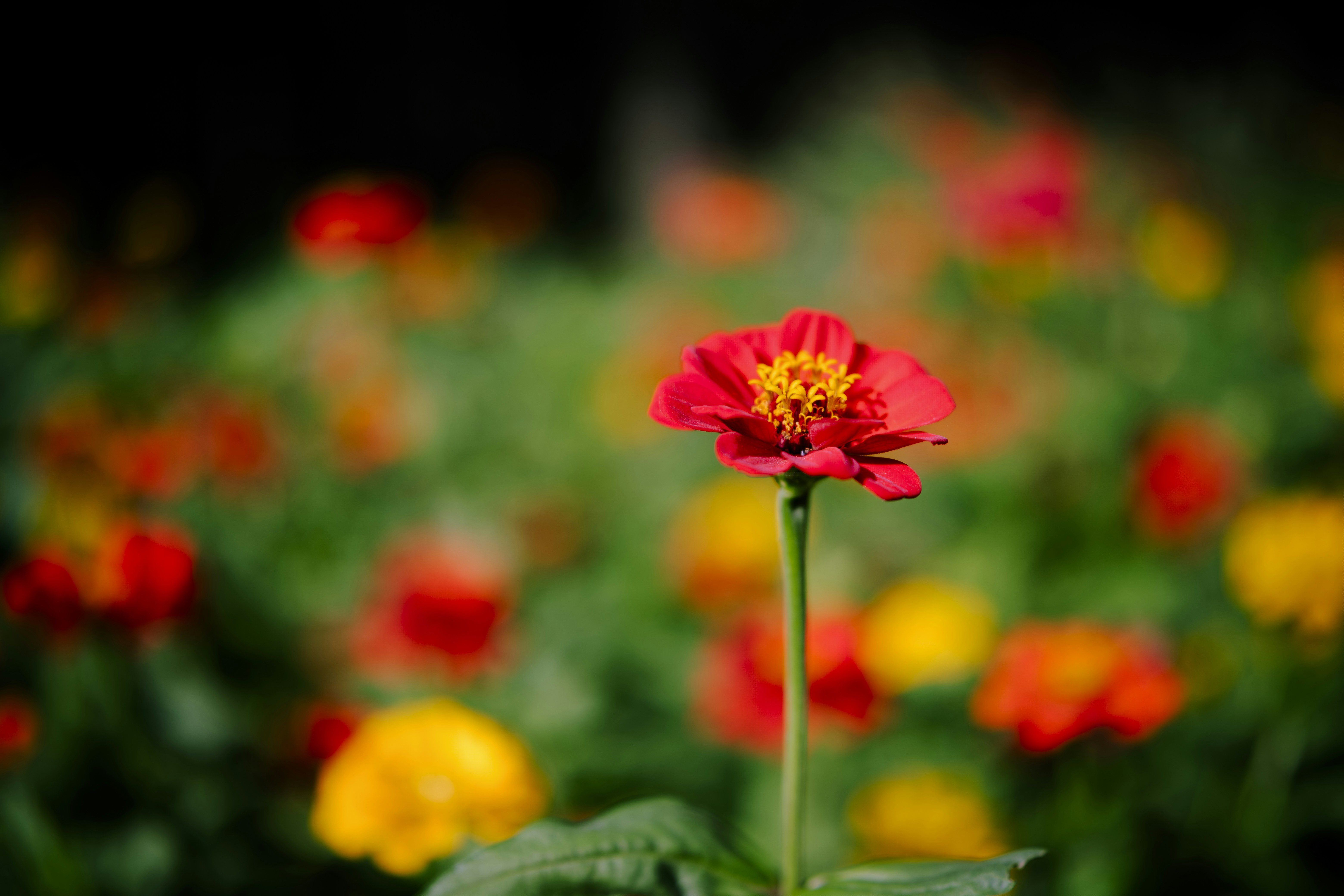 Photo by wenhao_ruan