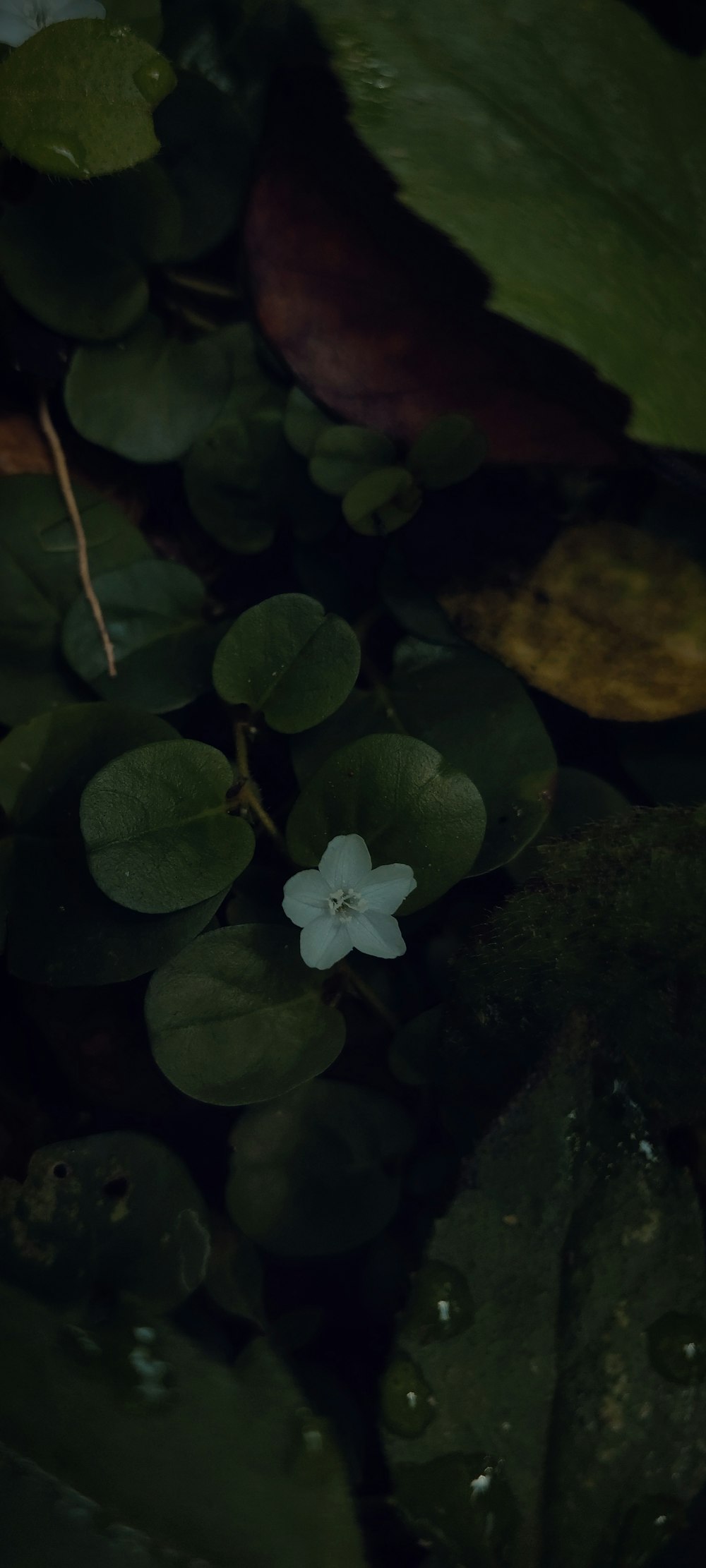 a small white flower surrounded by green leaves