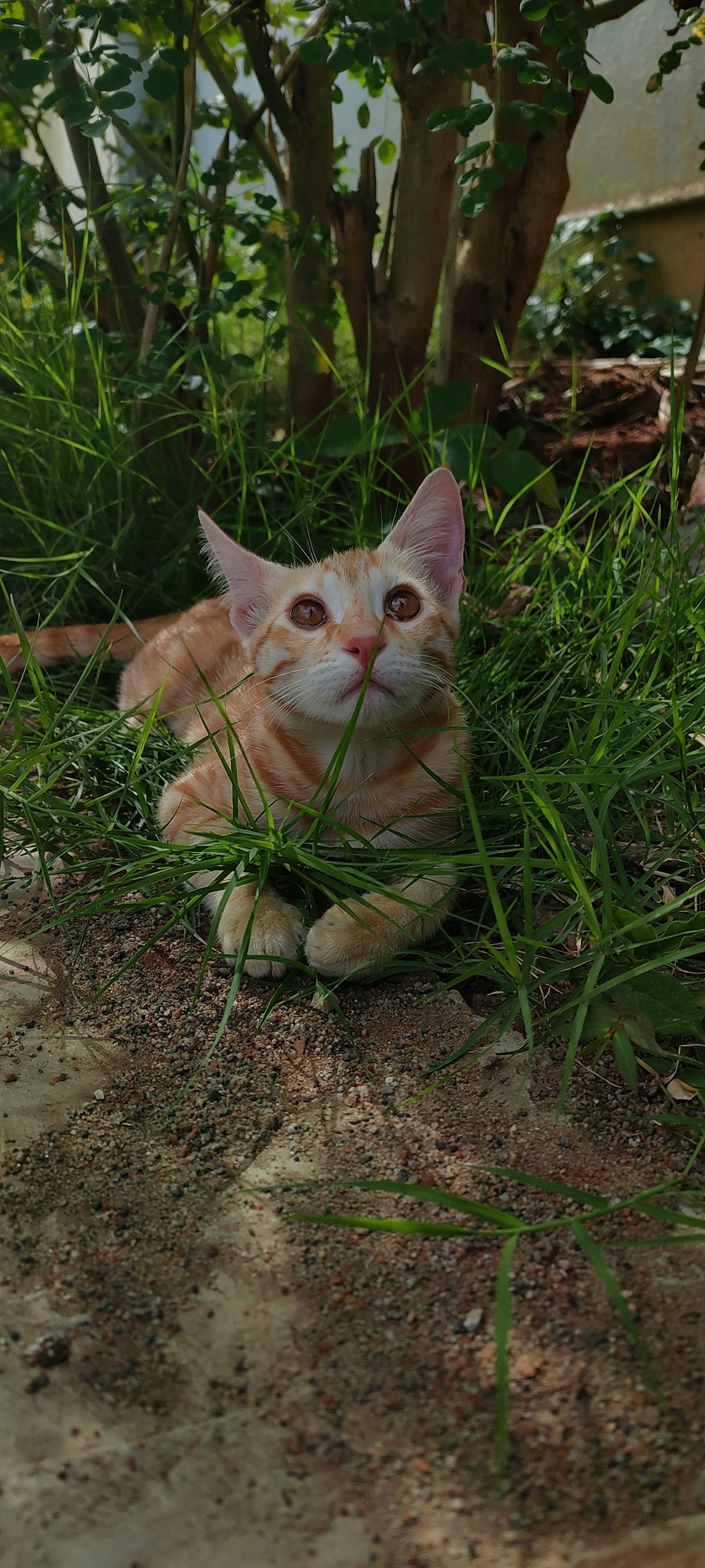 eine orange-weiße Katze liegt im Gras