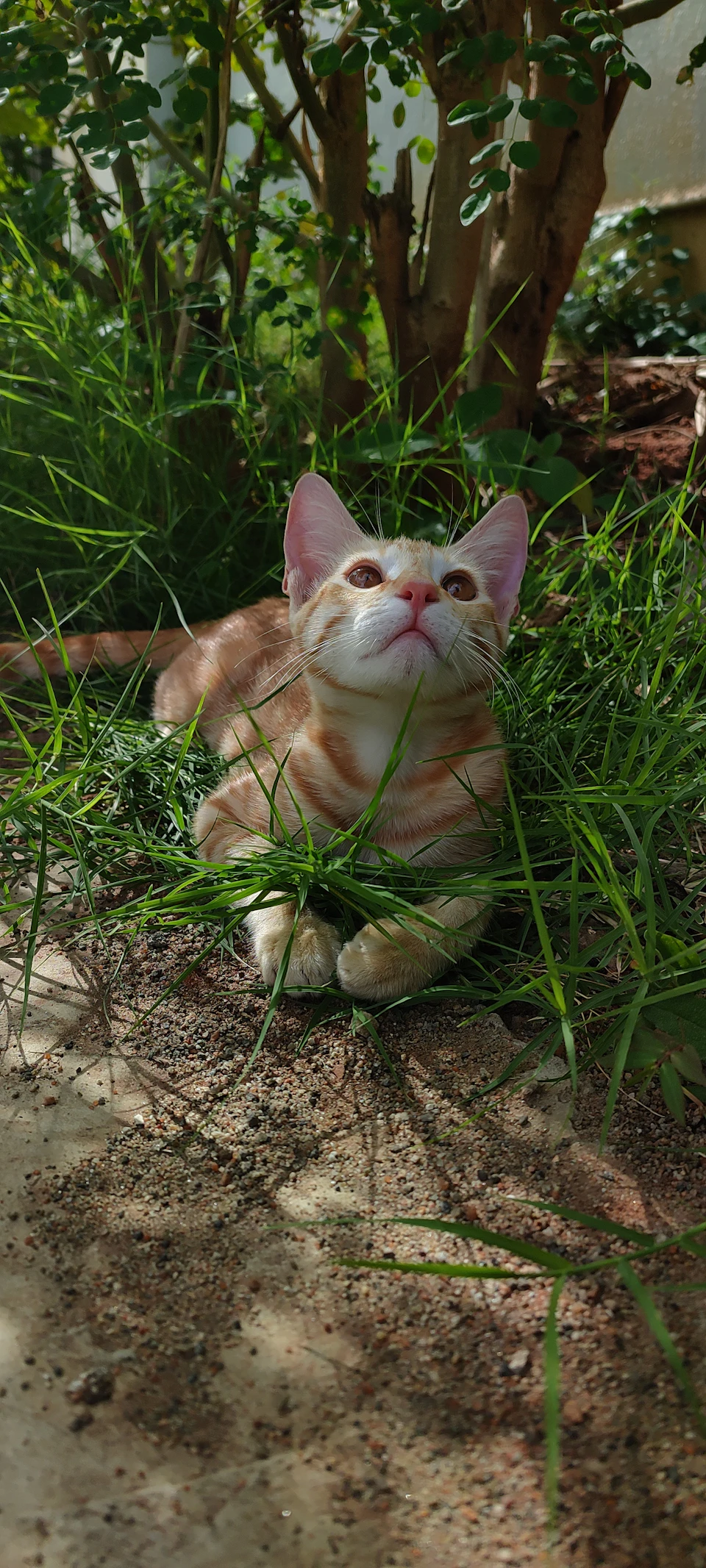 The image shows a small orange and white cat lying on its side, with its front paws stretched out in front of it and its head resting on its front legs. The cat is surrounded by tall grass that sways gently around it, creating a sense of tranquility. In the background, there are trees visible behind the cat, adding depth to the scene.