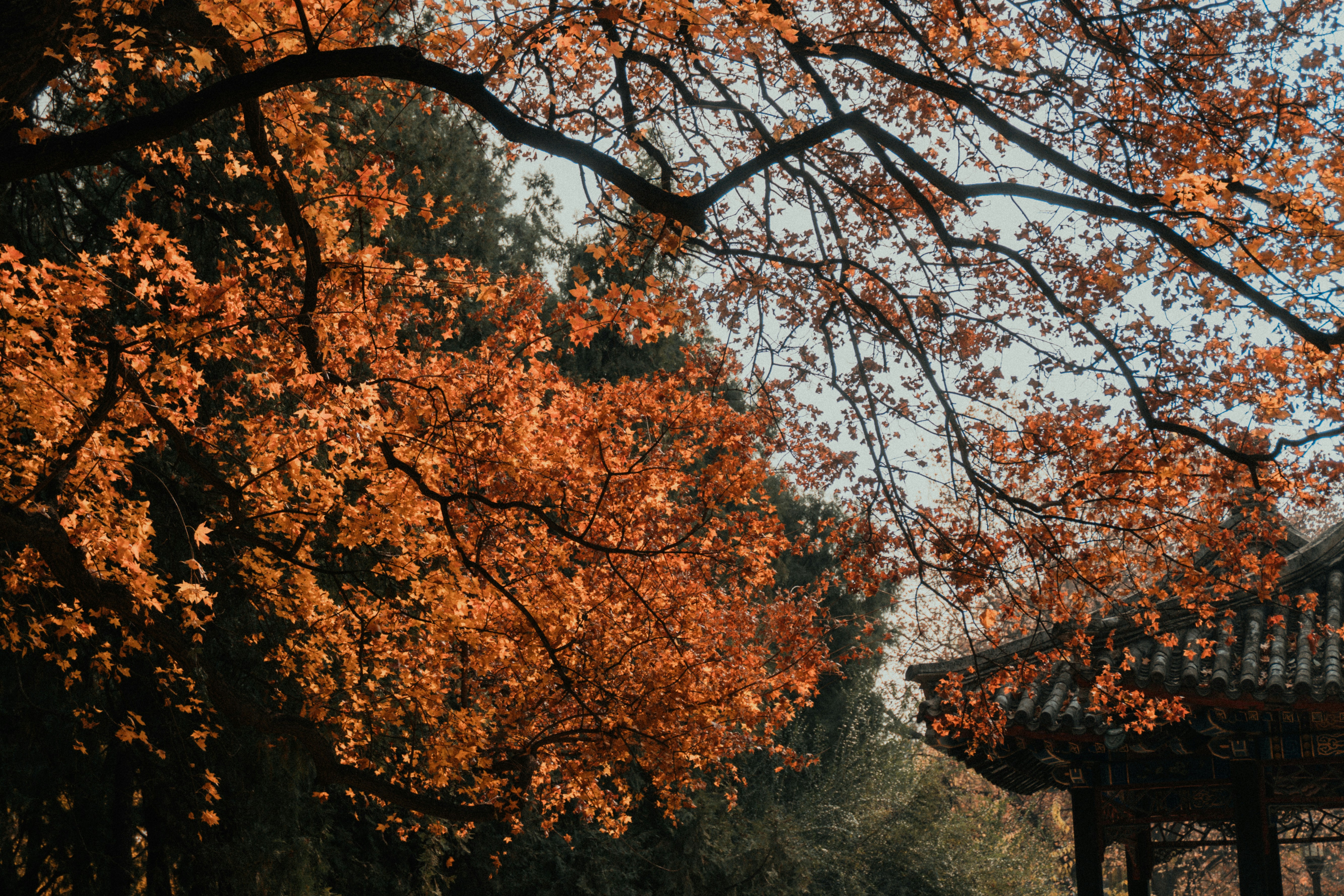 Photo by albert_canite