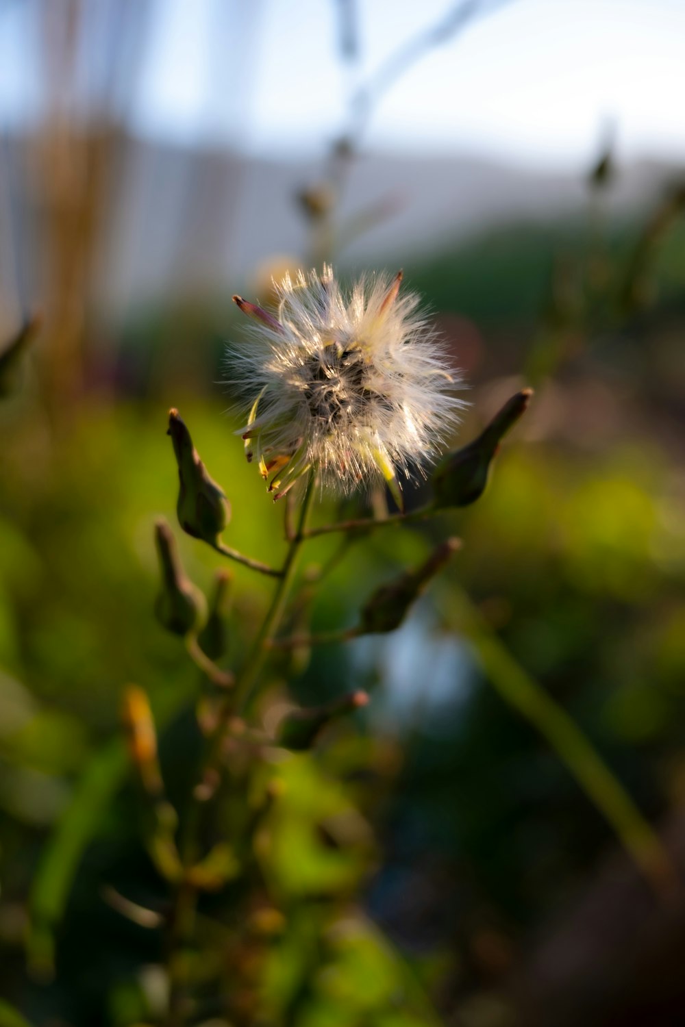 a close up of a plant with a blurry background