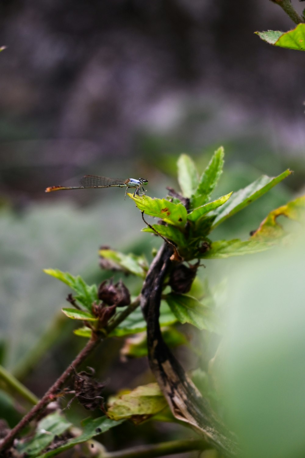 a small insect sitting on top of a green plant