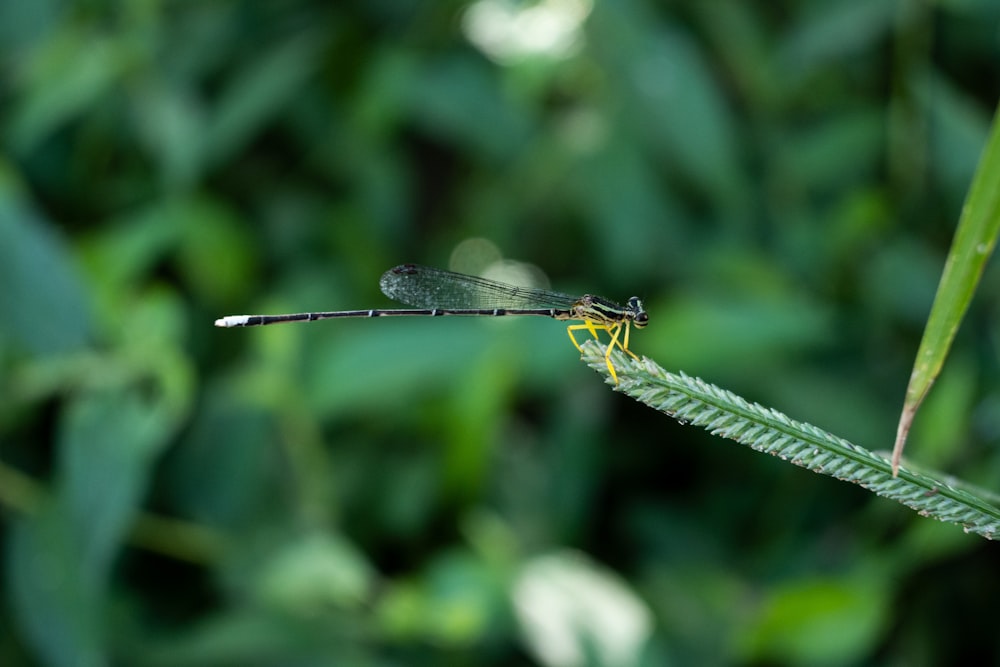 a close up of a dragon fly on a leaf
