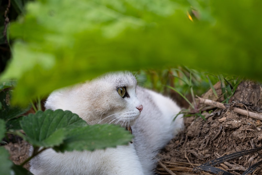 a white cat sitting in the middle of a forest