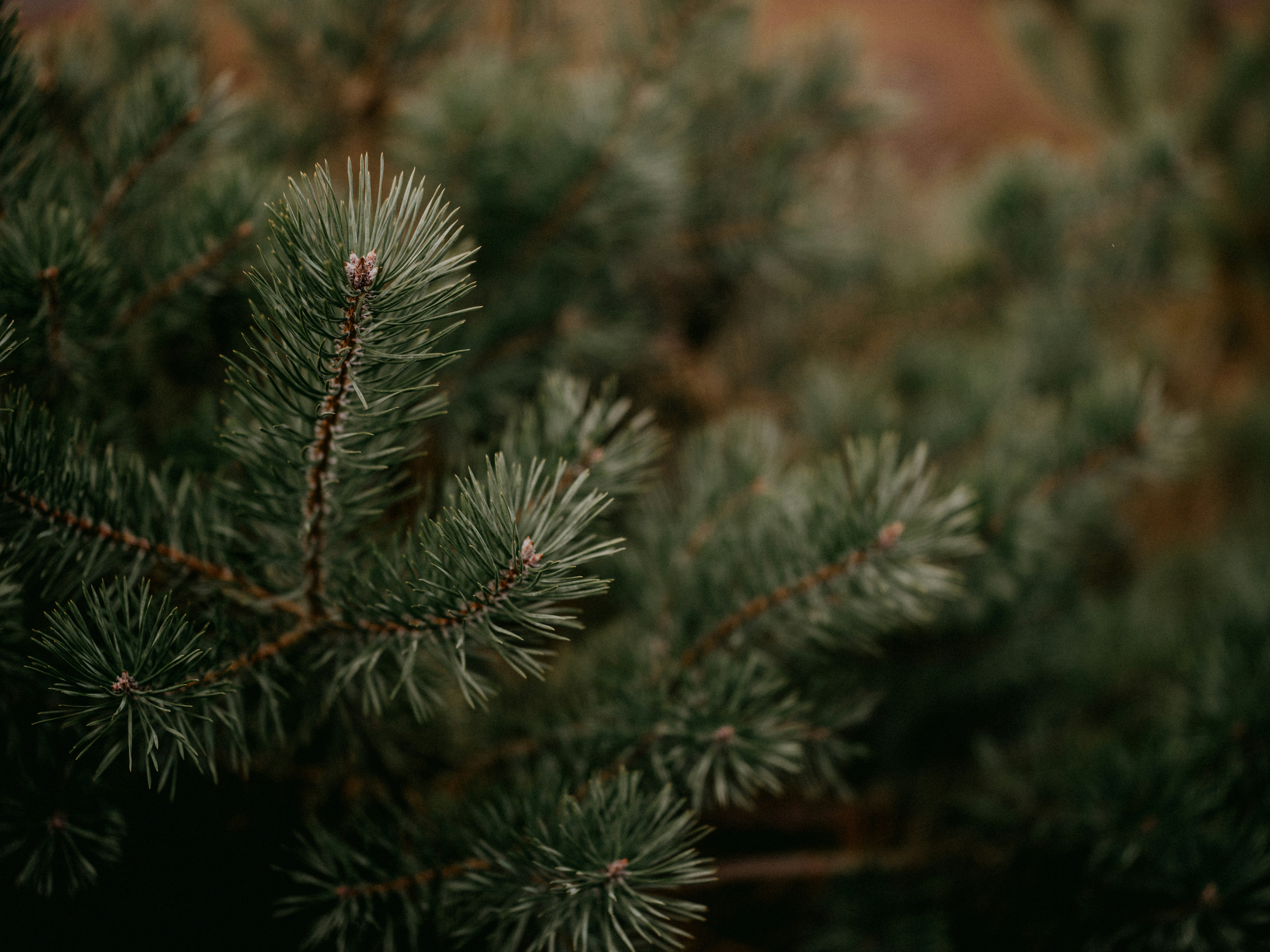 Photo by anniespratt