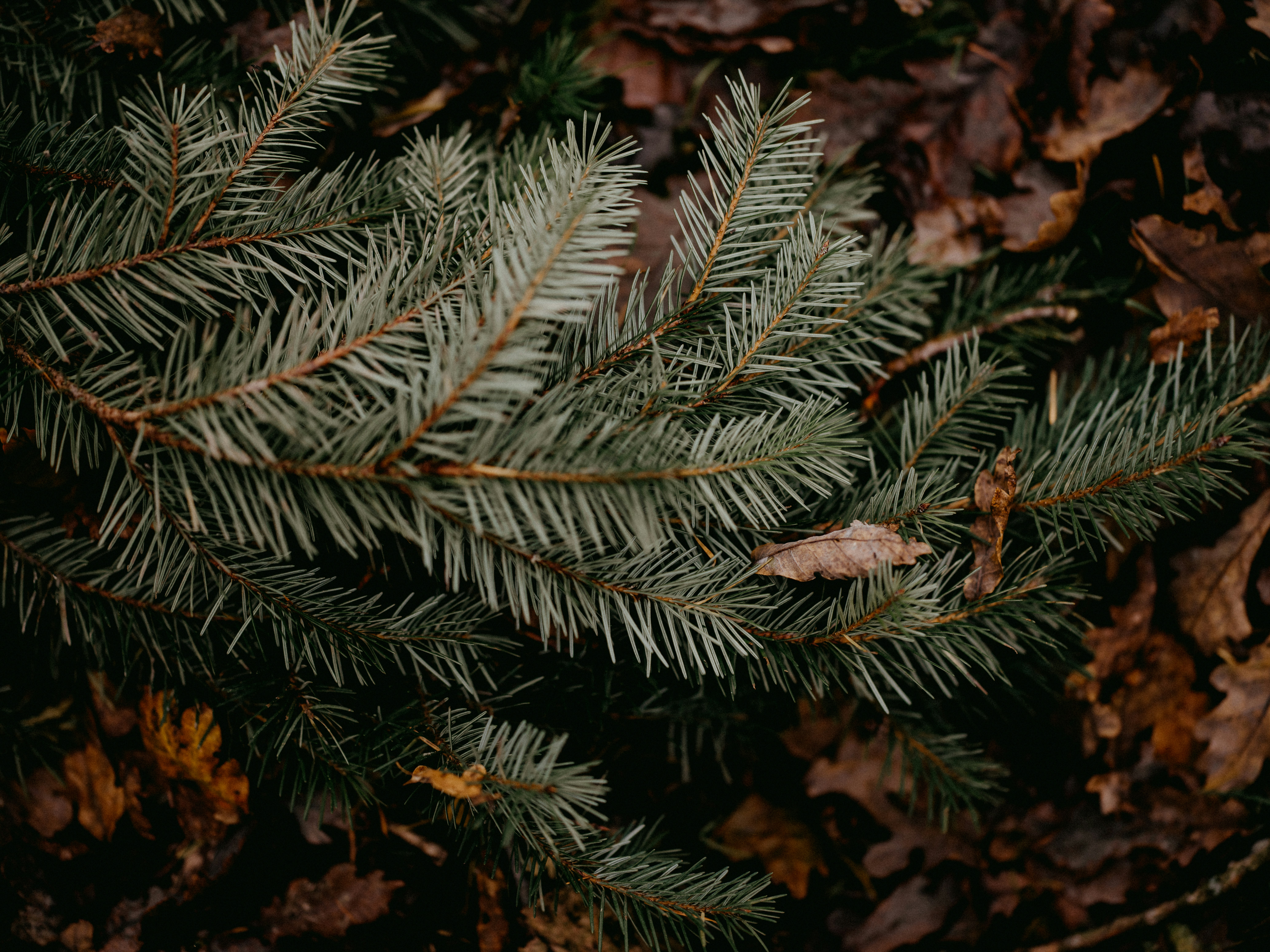 Photo by anniespratt