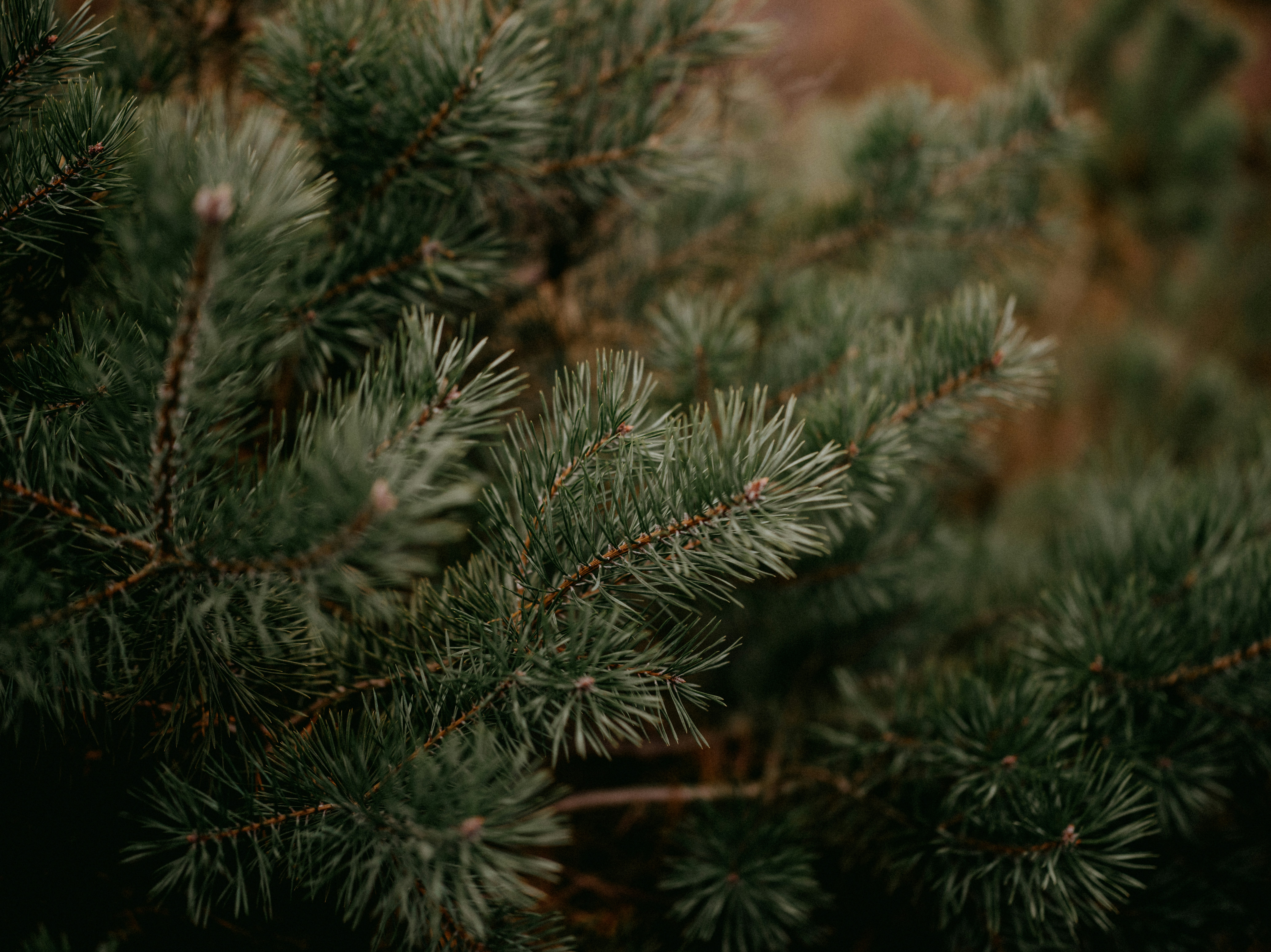 Photo by anniespratt