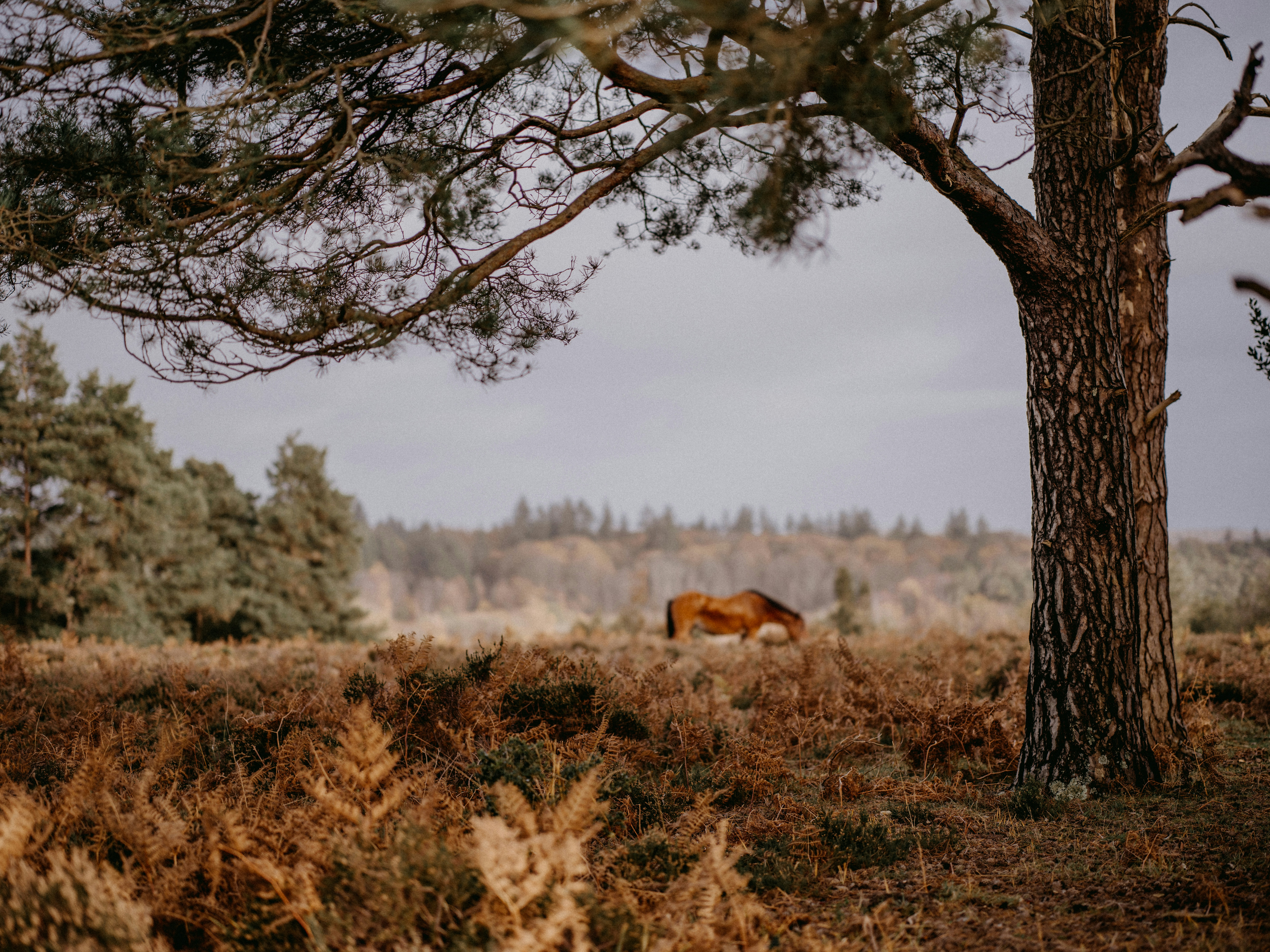 Photo by anniespratt