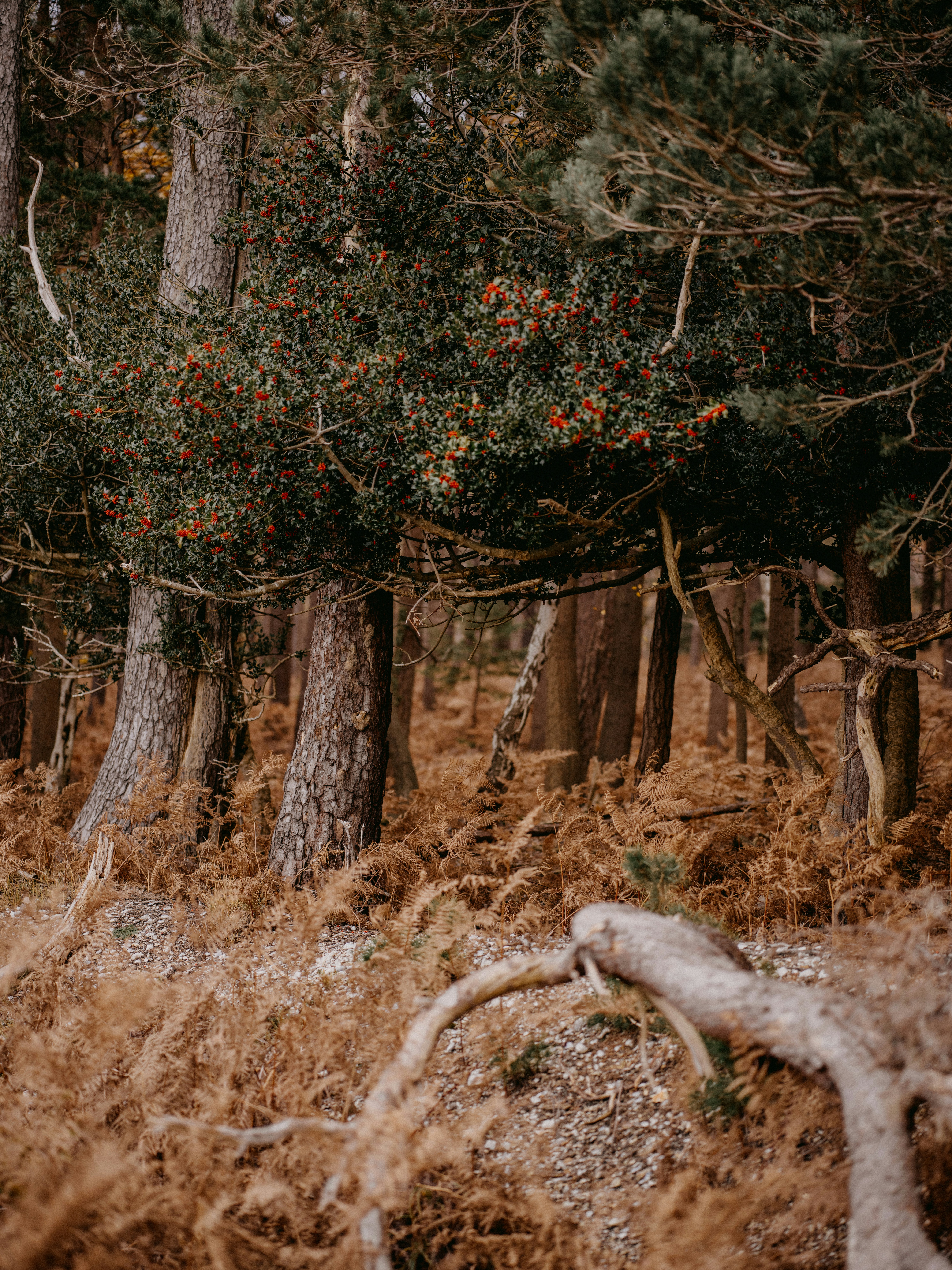 Photo by anniespratt