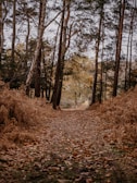 A quiet forest path lined with autumn leaves, inviting a solitary walk.