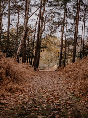 Calm forest path covered in autumn leaves, inviting peaceful reflection.