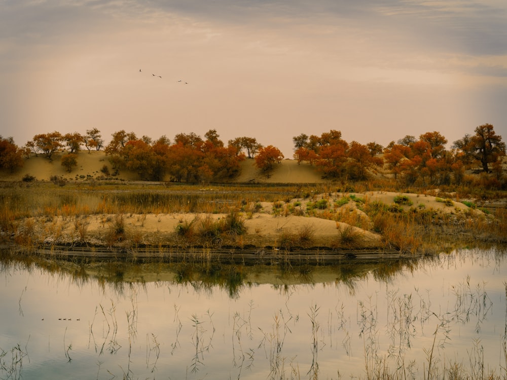 a body of water surrounded by grass and trees