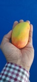 A hand holding a ripe mango with a blend of yellow, green, and red hues. The person's sleeve is visible, featuring a checkered pattern in shades of purple, pink, and white against a solid blue background.