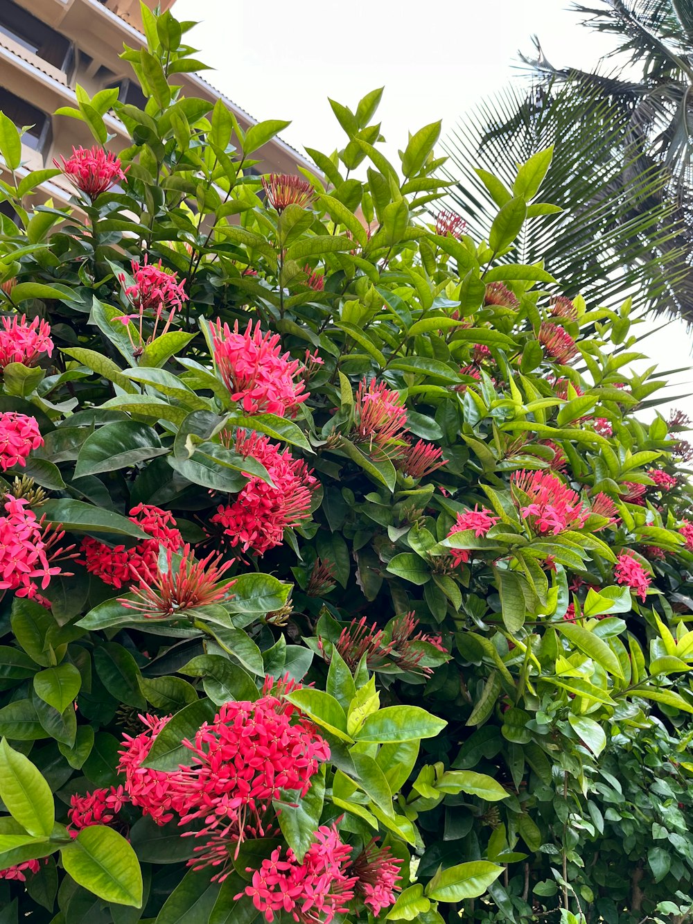 a large bush of red flowers next to a building