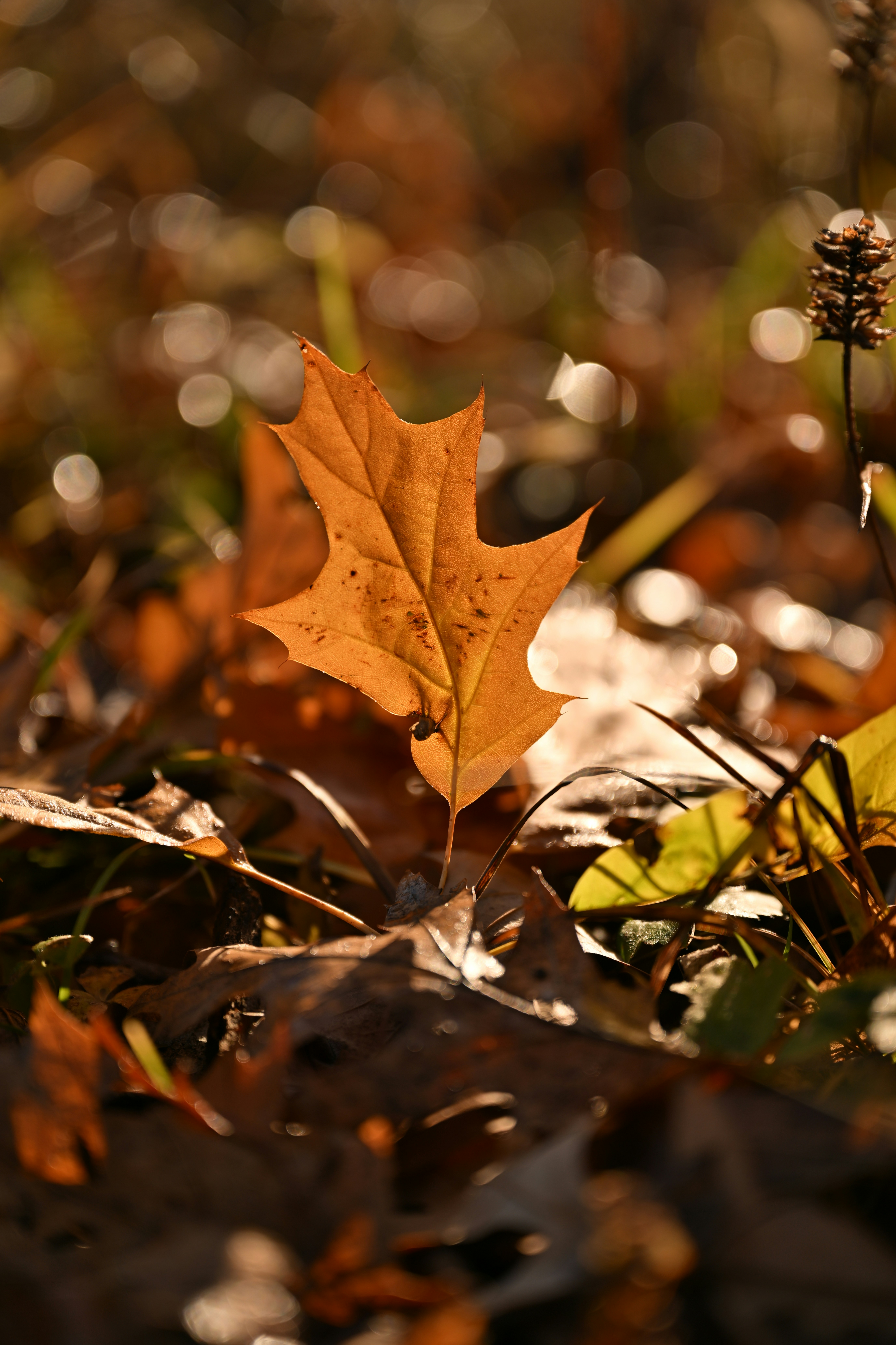 Photo by ukprajapati