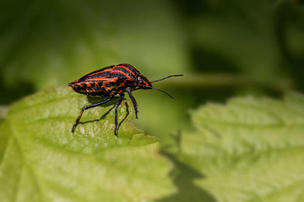 a red and black bug sitting on top of a green leaf