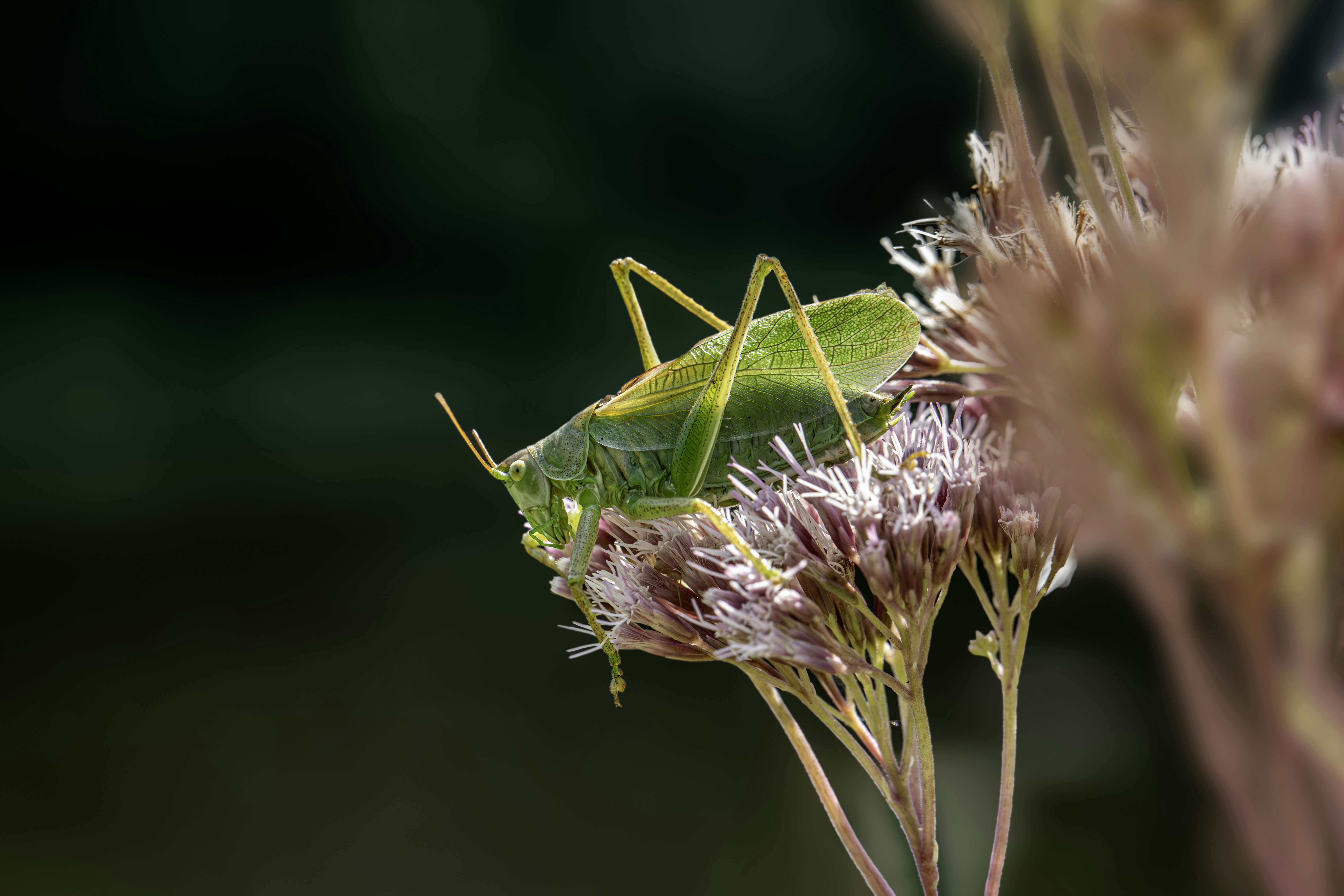 Photo by erik_karits