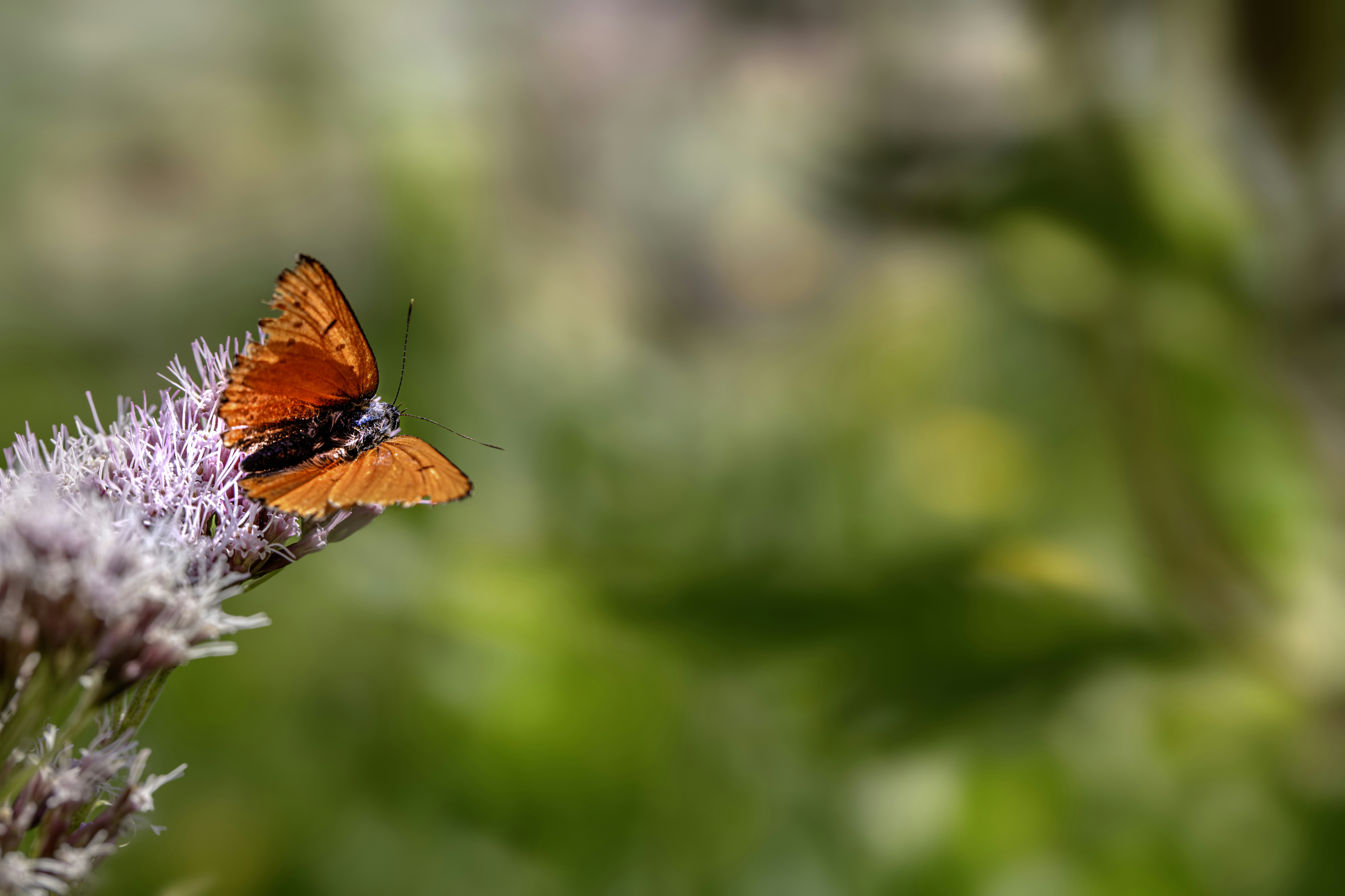 Photo by erik_karits