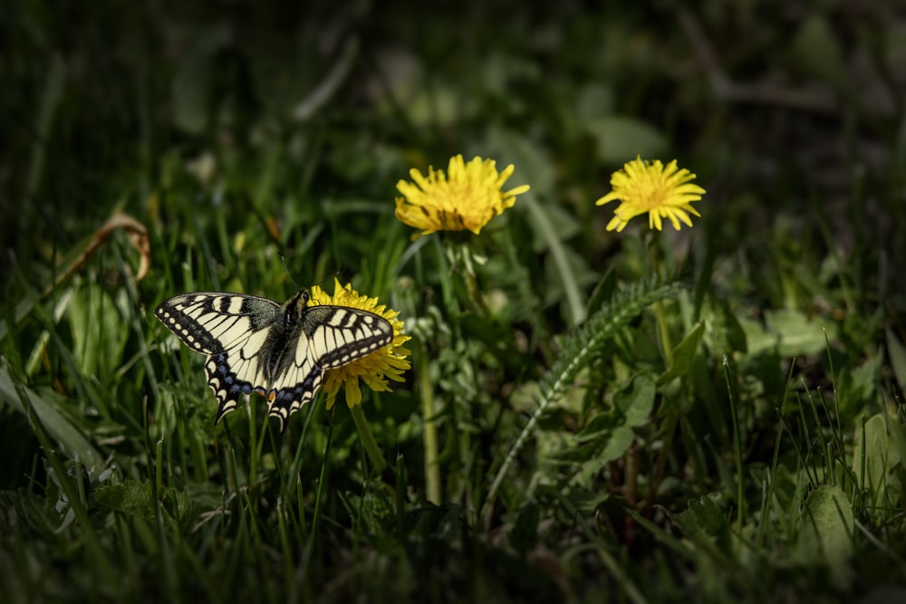 a butterfly sitting on a dandelion in the grass