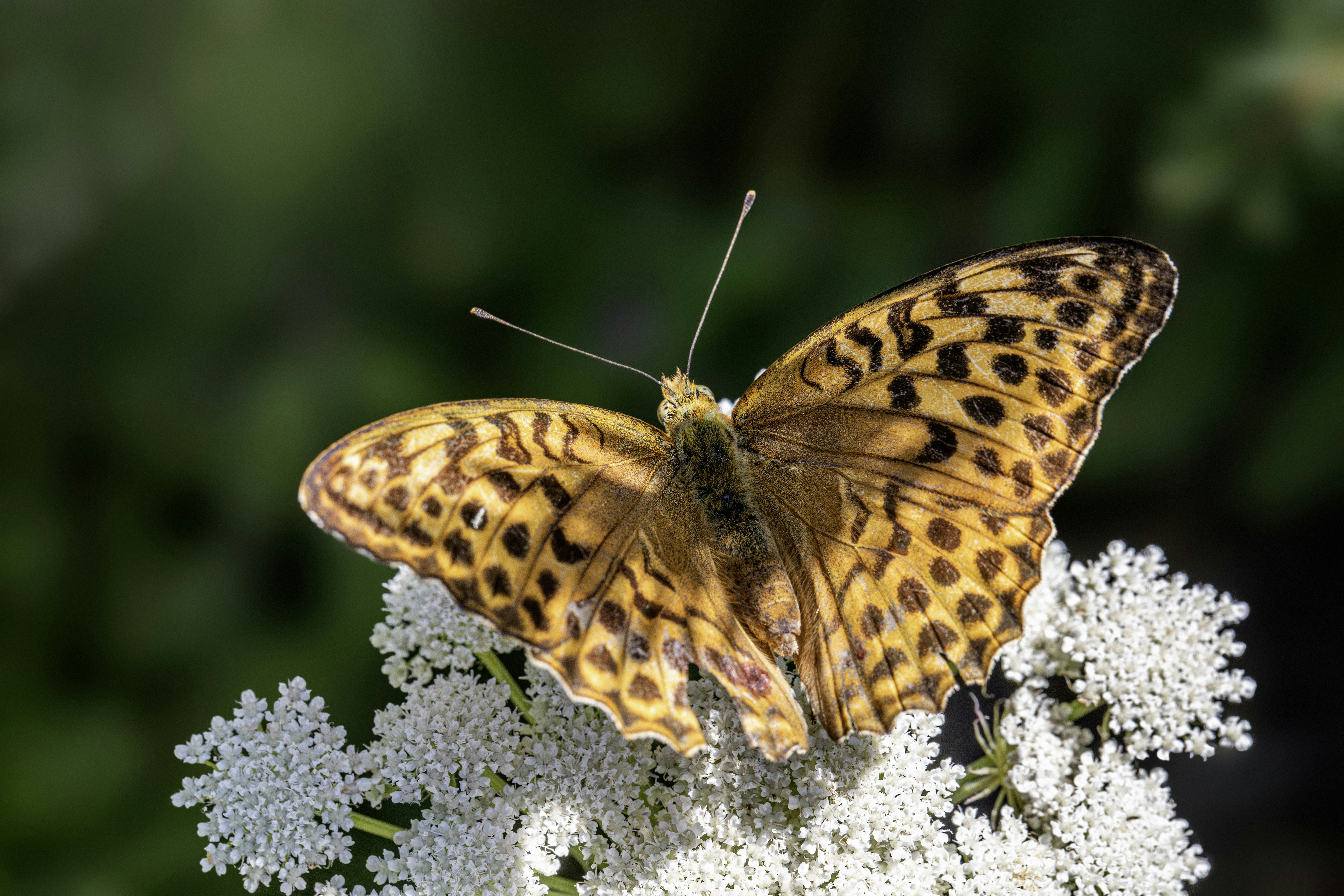 Photo by erik_karits