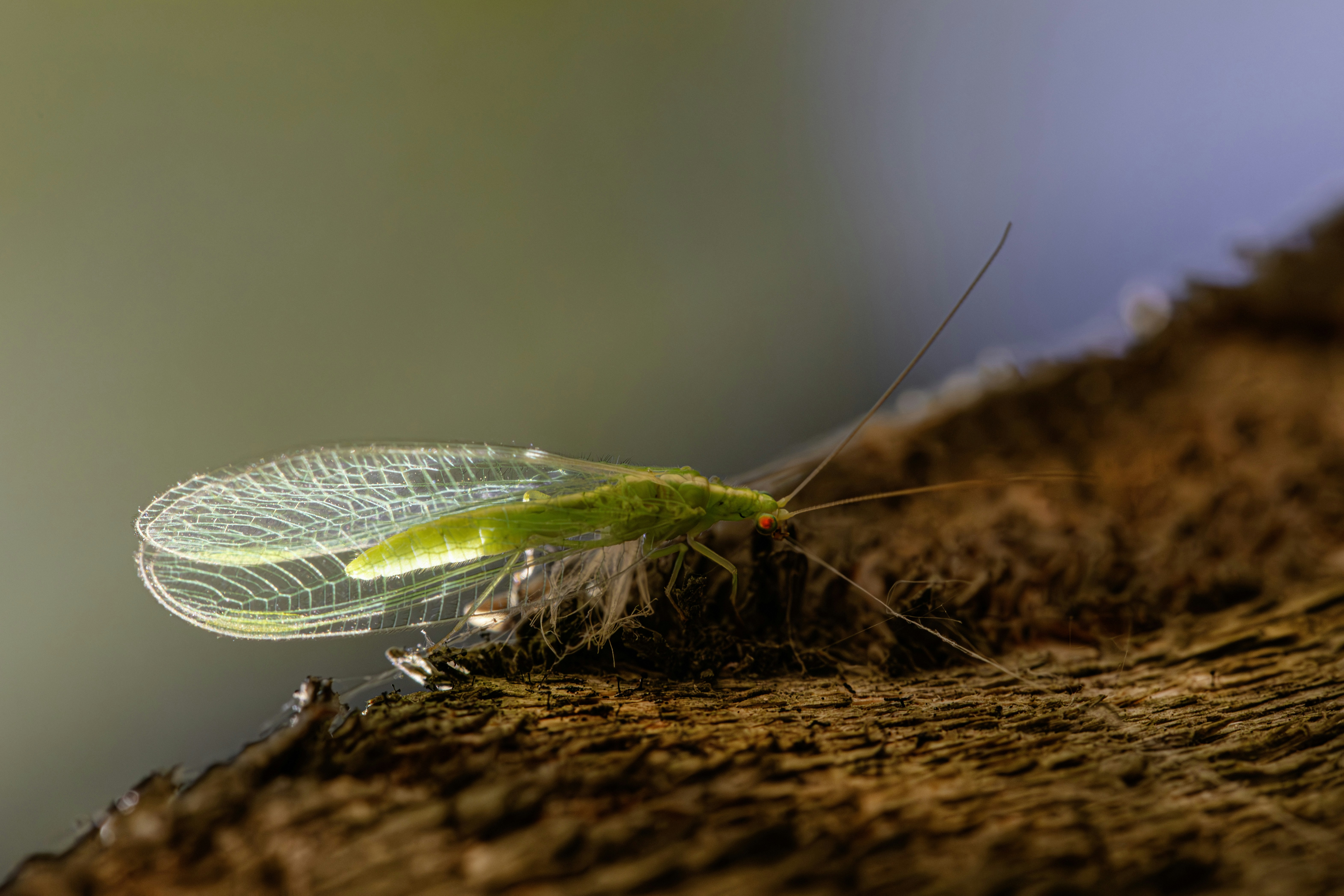 A green insect sitting on top of a tree branch photo – Free Animal ...