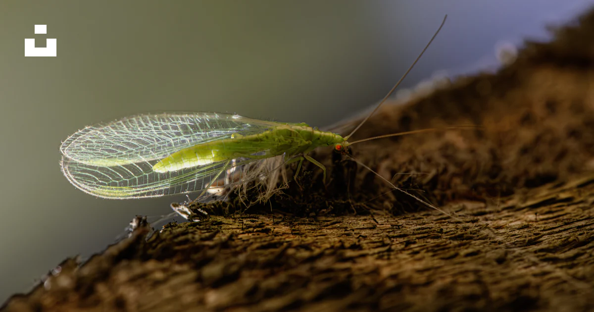 A green insect sitting on top of a tree branch photo – Free Animal ...