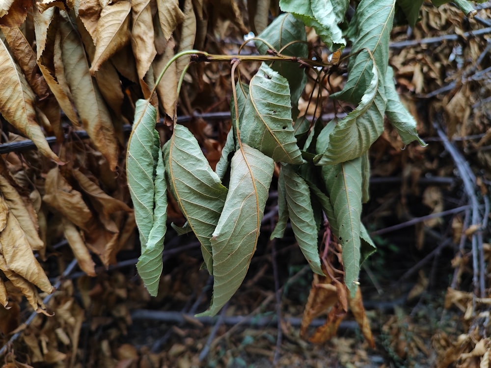 a bunch of green leaves hanging from a tree