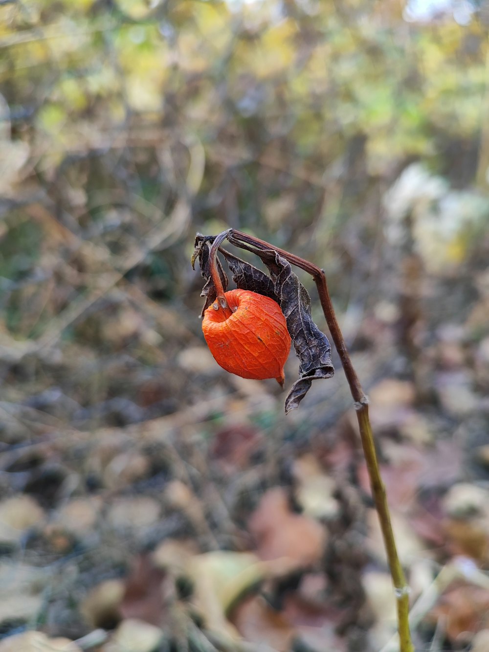 Nahaufnahme einer Spinne auf einer Blume