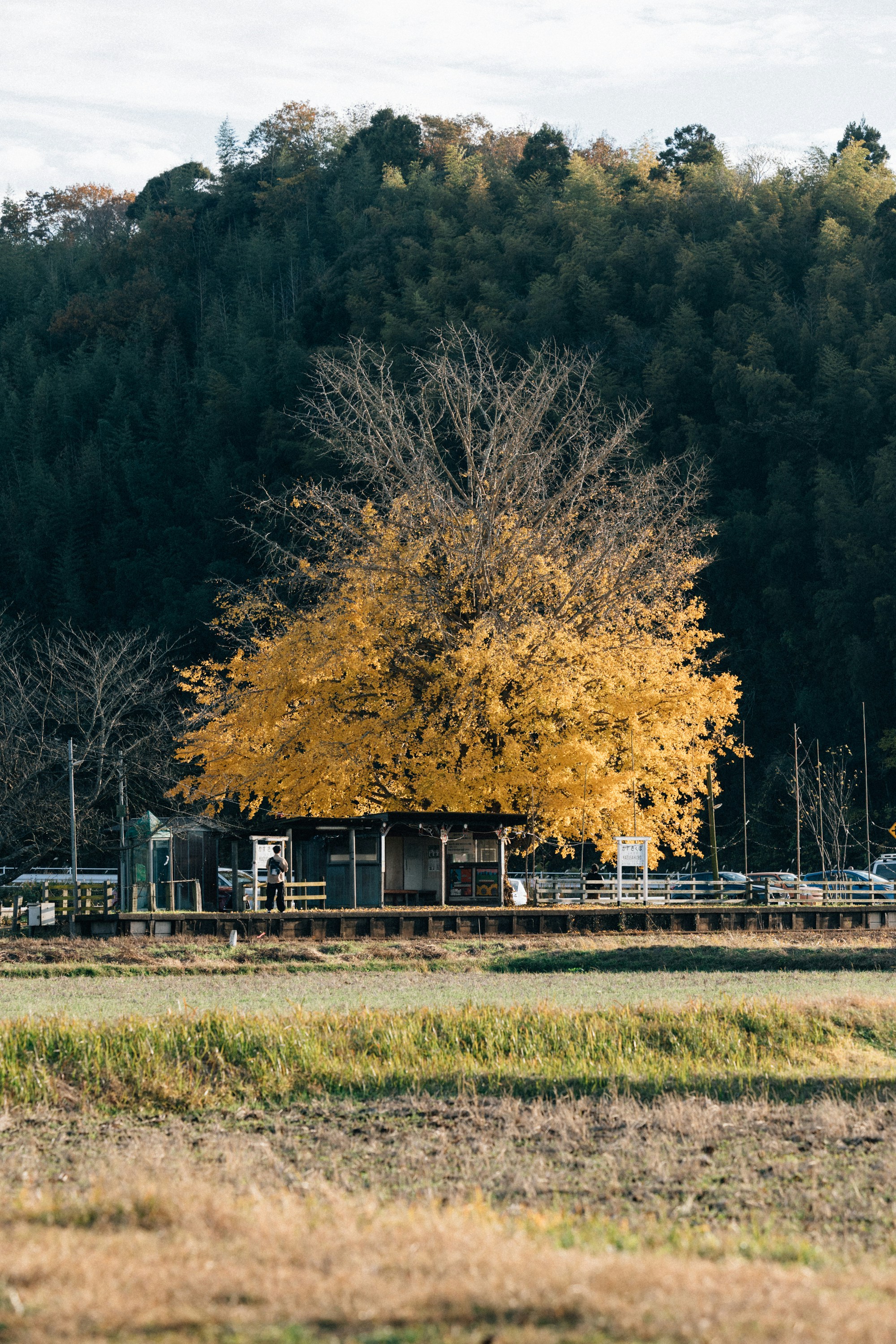 uma árvore grande com folhas amarelas em um campo