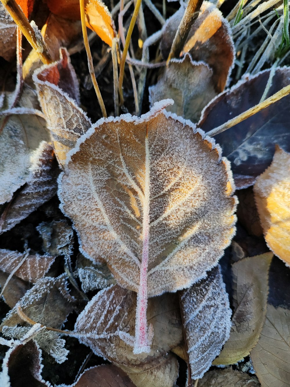 a close up of a leaf with frost on it