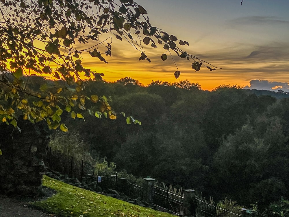 a bench sitting on top of a lush green hillside