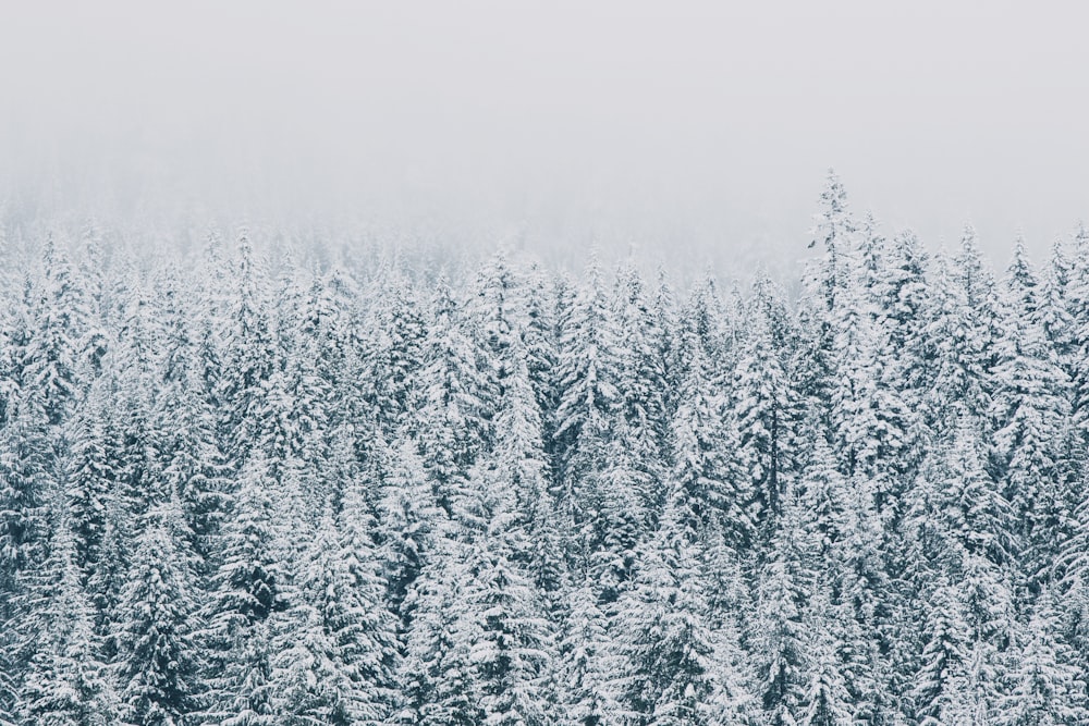 a snow covered forest filled with lots of trees