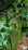 Close-up of a bamboo hiking pole resting against a mossy rock in a forest.