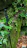 Close-up of a bamboo hiking pole resting against a mossy rock in a forest.