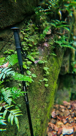 A black trekking pole leans against a moss-covered rock wall surrounded by lush green ferns. Fallen leaves are scattered on the ground nearby, suggesting a forest or woodland setting.