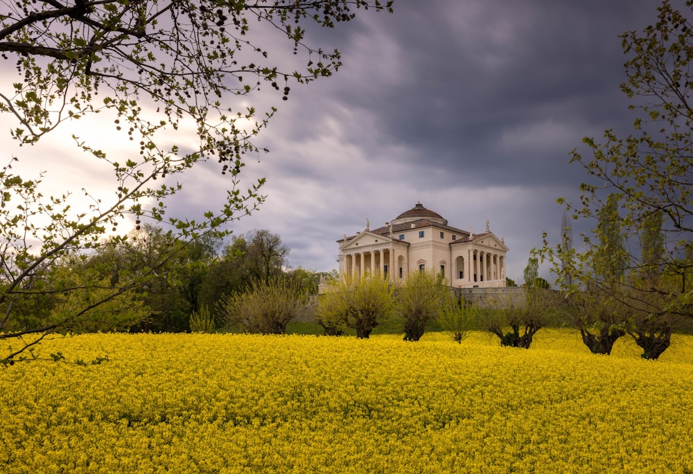 um campo de flores amarelas com um edifício no fundo