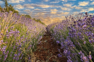 Children painting happily outside near blooming lavender fields under a sunny sky.