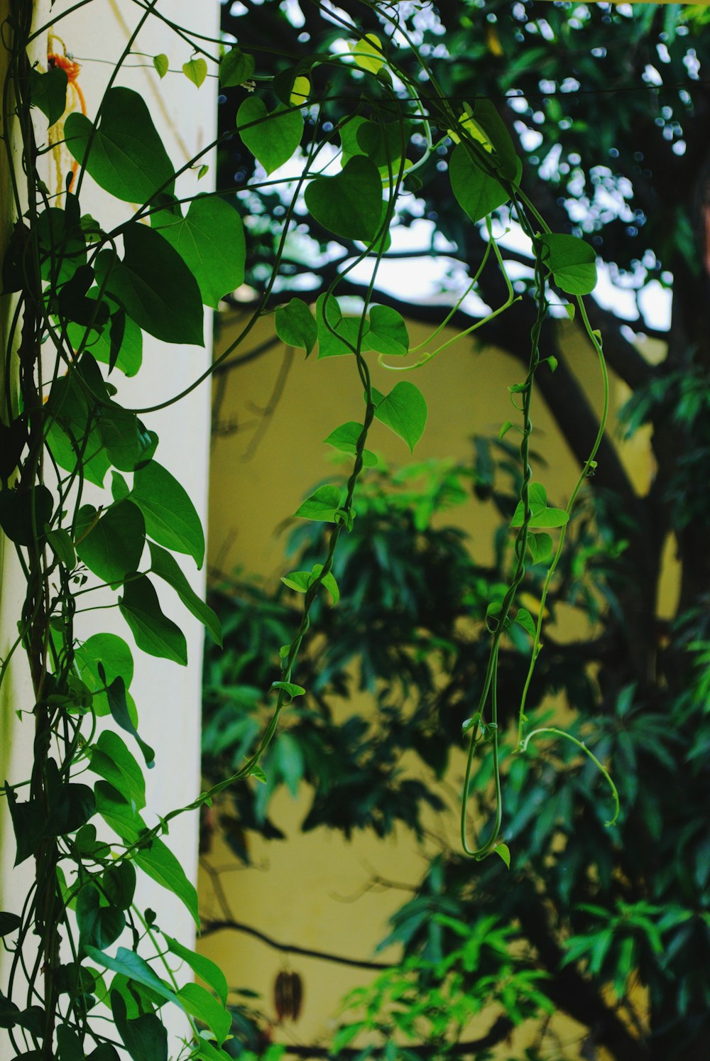 a close up of a green plant on a wall