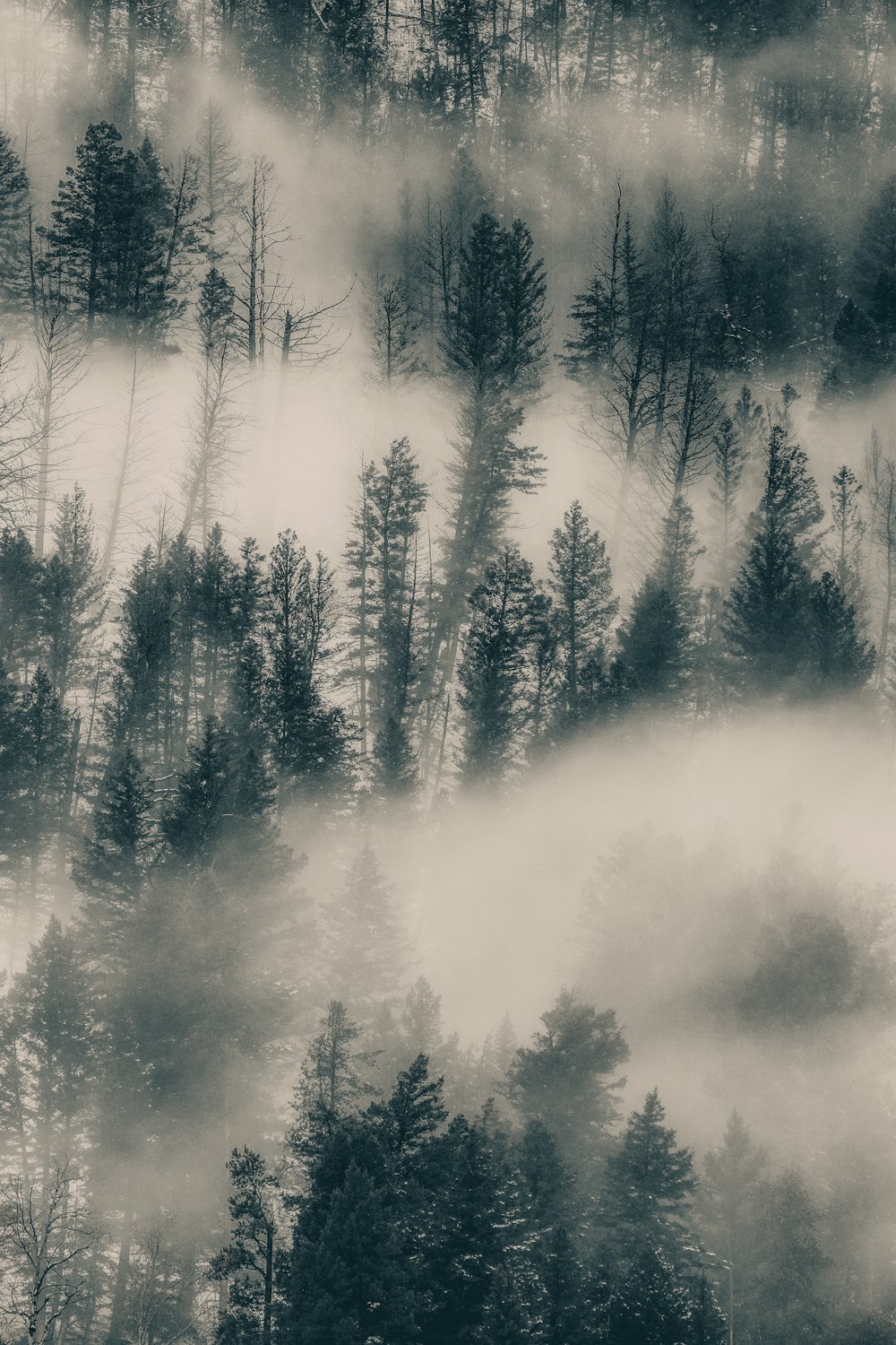 uma foto em preto e branco de uma floresta coberta de neblina