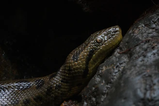A striking banana morph ball python resting on dark textured bark with subtle lunar shadows.