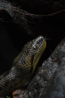 An animated capture of a snake slithering gracefully, highlighting the store’s lively reptile animations.