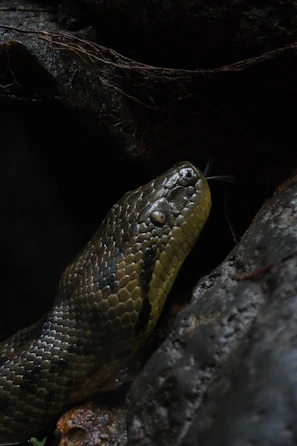 An animated capture of a snake slithering gracefully, highlighting the store’s lively reptile animations.